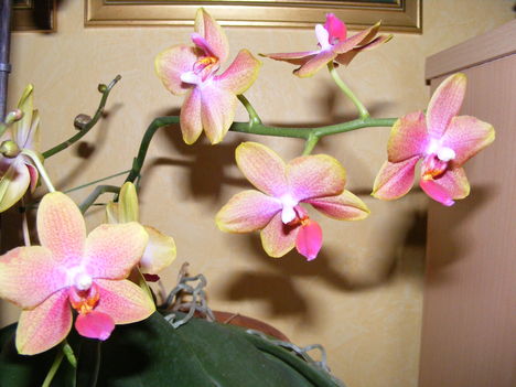 orchidea 040