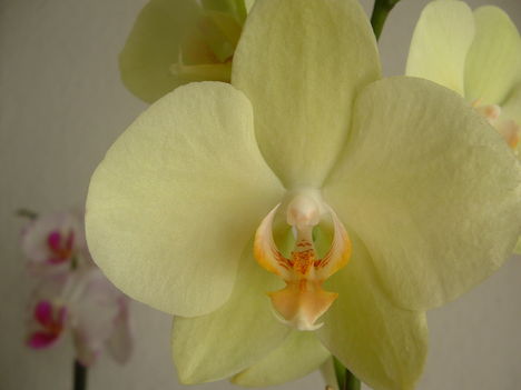 orchideák 103