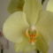 orchideák 103