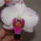 orchideák 109