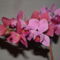 orchideák 113