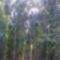 Eukaliptusz erdő!