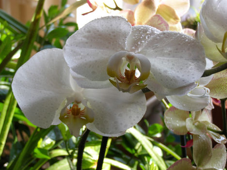 Lepke Orchidea 1