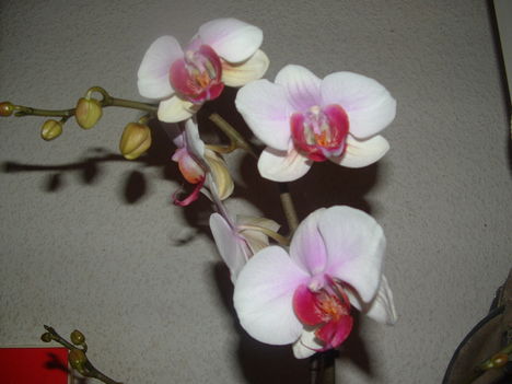 orchideák 118