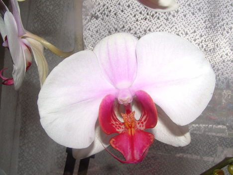 orchideák 132