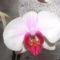 orchideák 132