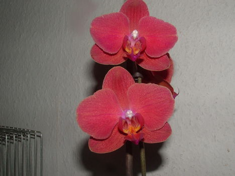 orchideák 133