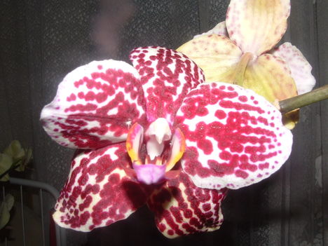 orchideák 137