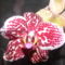 orchideák 137