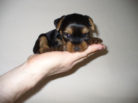 4 hetes yorki