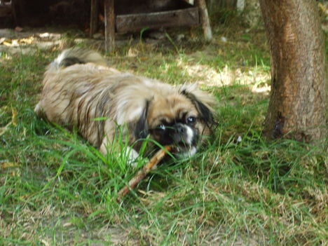 Fokhagyma