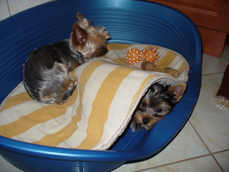 Jupi+yorki baba