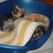 Jupi+yorki baba