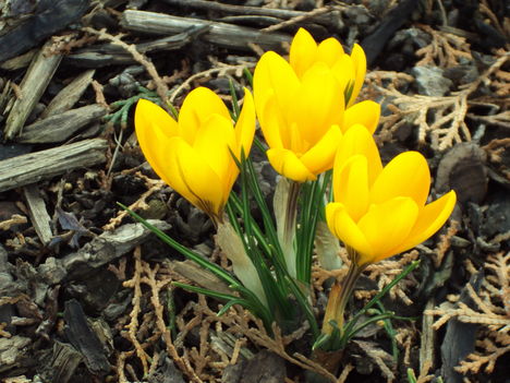 kert február2010 012