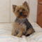 Lilike