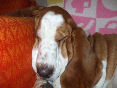 Luca
