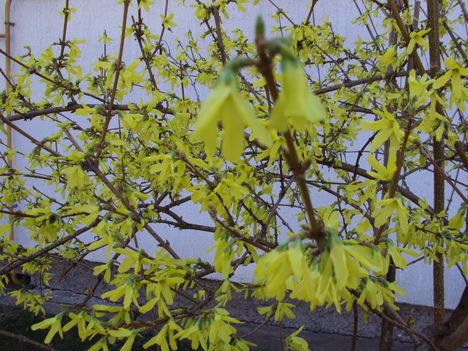 március2010 057