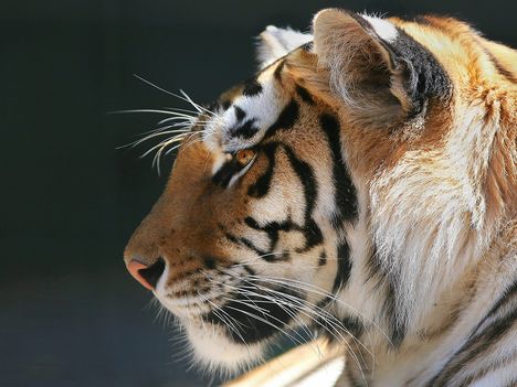 Tigers (17)
