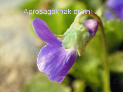 Ajándék 17