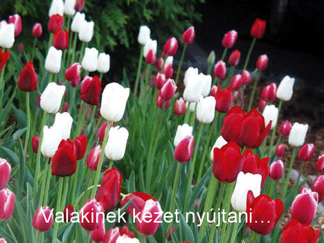 Ajándék 19