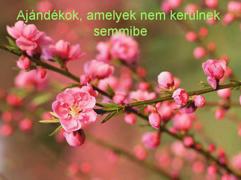 Ajándék 22