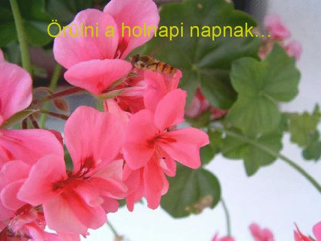 Ajándék 4