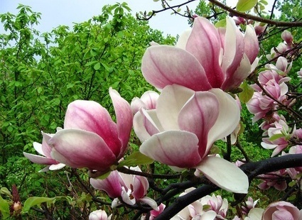 tulipánfa