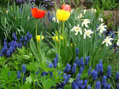 tulipán,nárcisz,tőzike