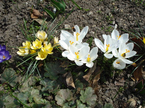 Kép 027