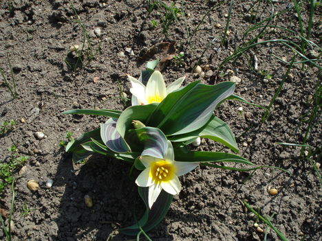 Kép 043