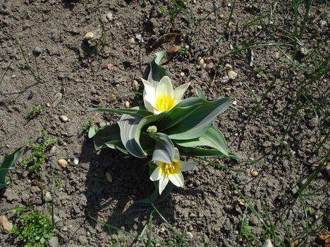 Kép 045