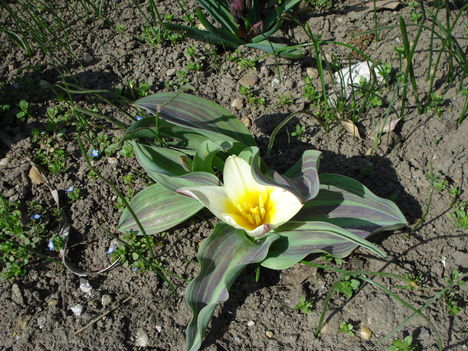 Kép 046