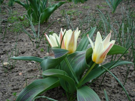 Kép 054