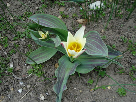 Kép 056