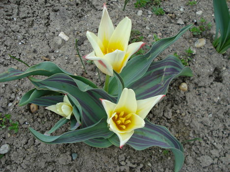 Kép 057