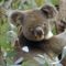 Koala-in-Eucalyptus-Tree-Australia