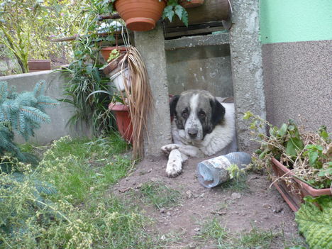 Liza es Peppino 2