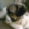 Liza es Peppino 5