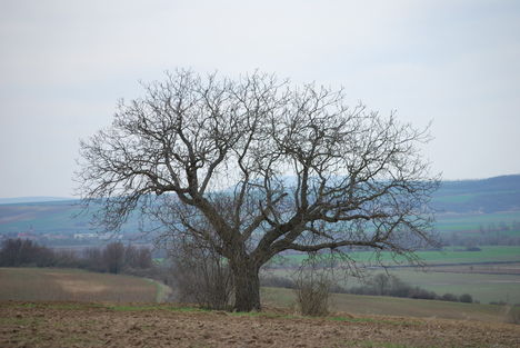 Magányos