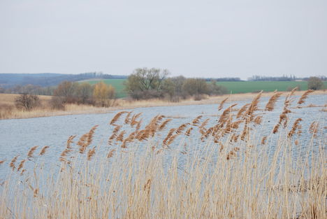 Nádas tavasz