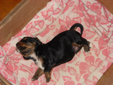 Junior