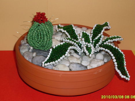 kaktusz tál