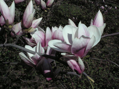 Magnólia PICT0603