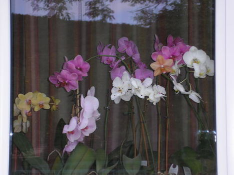orchideáim