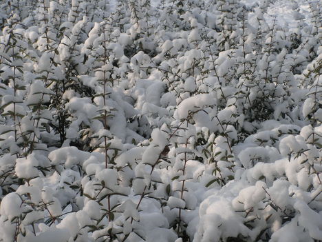 Természet, tél, 8