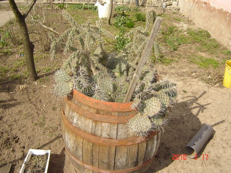 telelő kaktuszok
