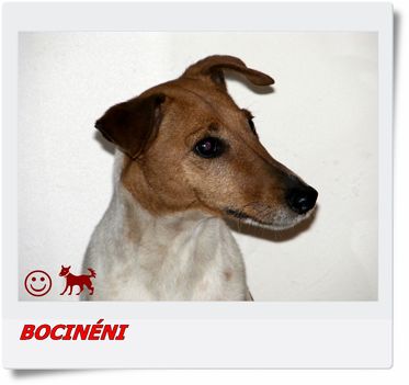 BOCIKA