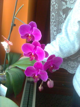 Ciklámen orchideám 2010.márc.