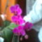 Ciklámen orchideám 2010.márc.