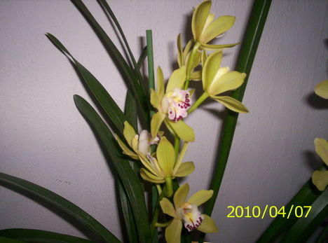 Cimbidium orchidea
